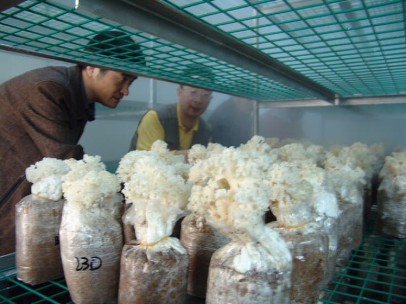 绣球菌