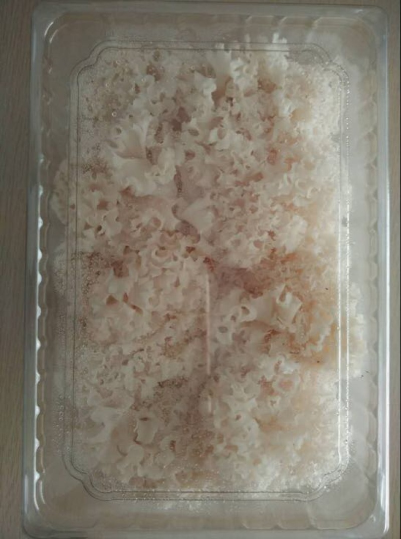 绣球菌