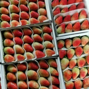 云南草莓夏草莓四季草莓烘培草莓欢迎咨询