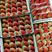 云南草莓夏草莓四季草莓烘培草莓欢迎咨询