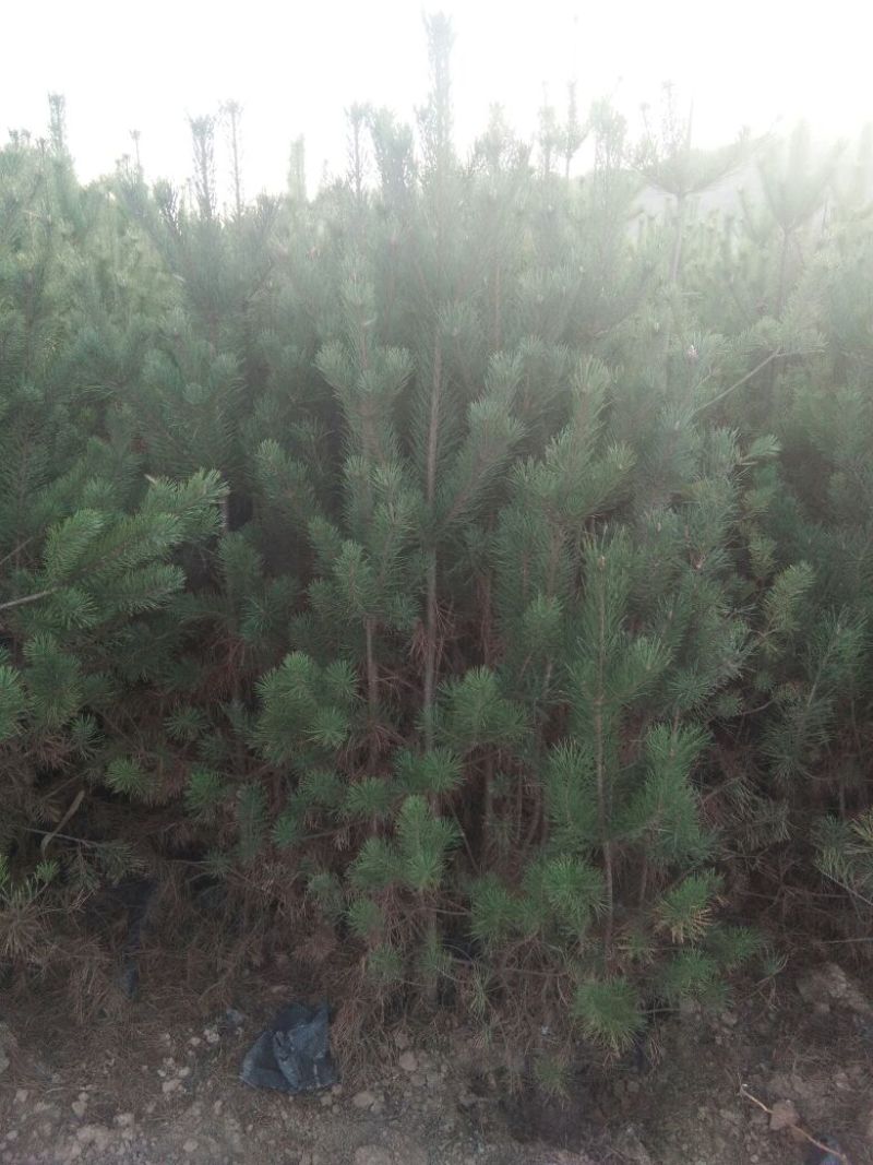 樟子松80~100cm
