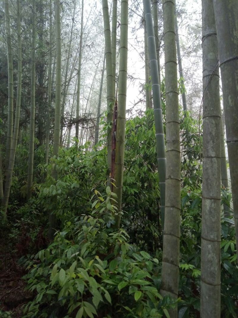 绿竹9~10m