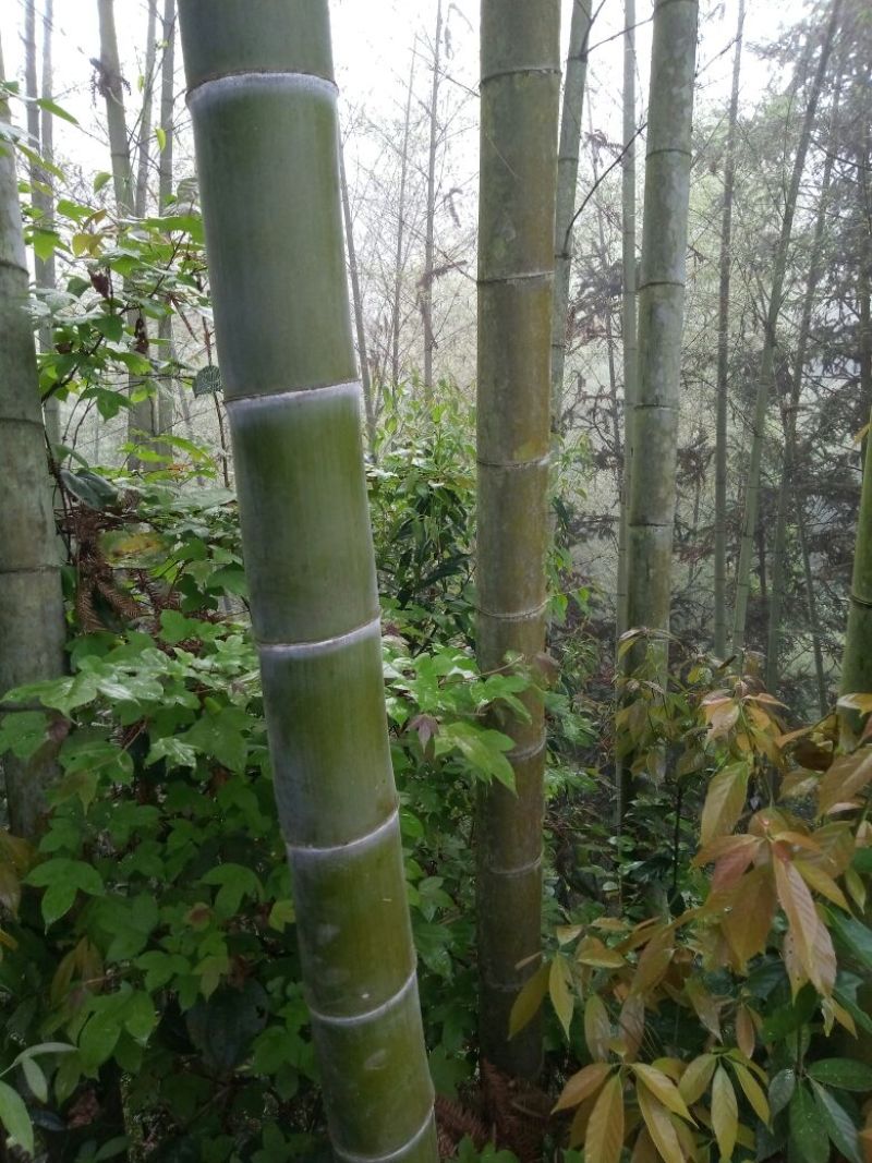 绿竹9~10m