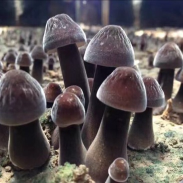 黑皮鸡枞