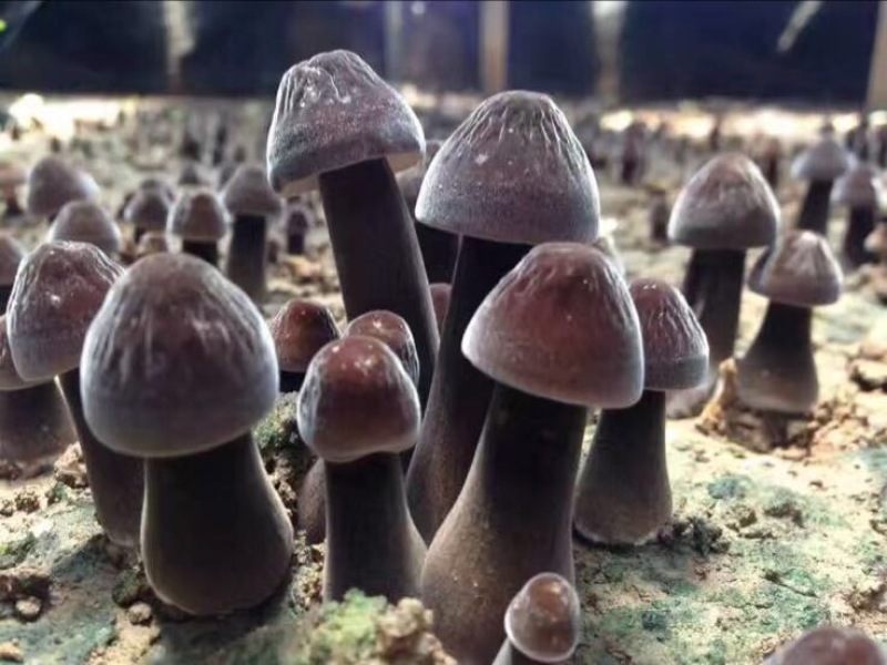 黑皮鸡枞