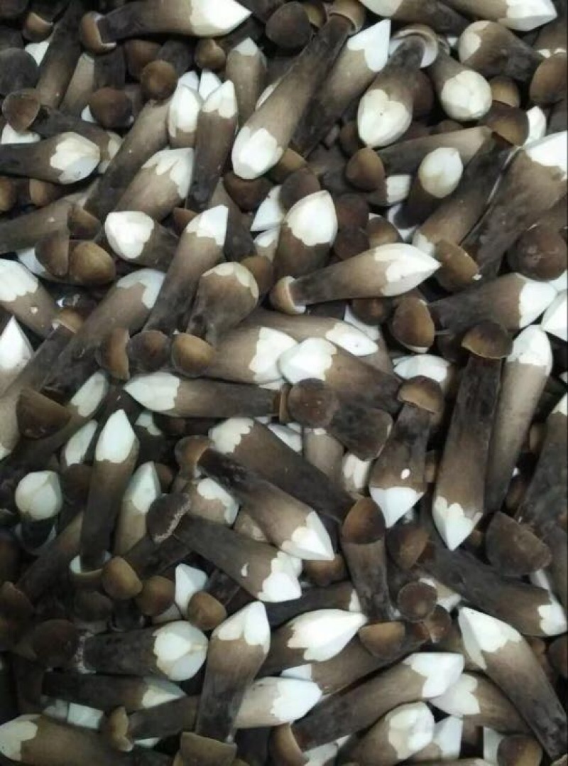 黑皮鸡枞