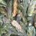 朝天椒干辣椒好花皮9成干以上