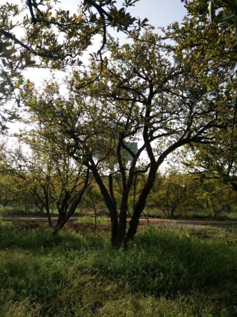 石榴树10~12cm10~12cm3~3.5米
