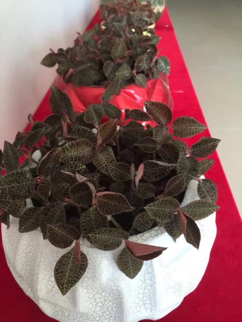 金线莲鲜货