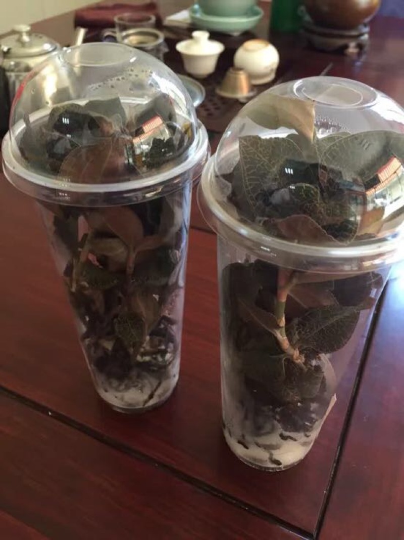 金线莲鲜货