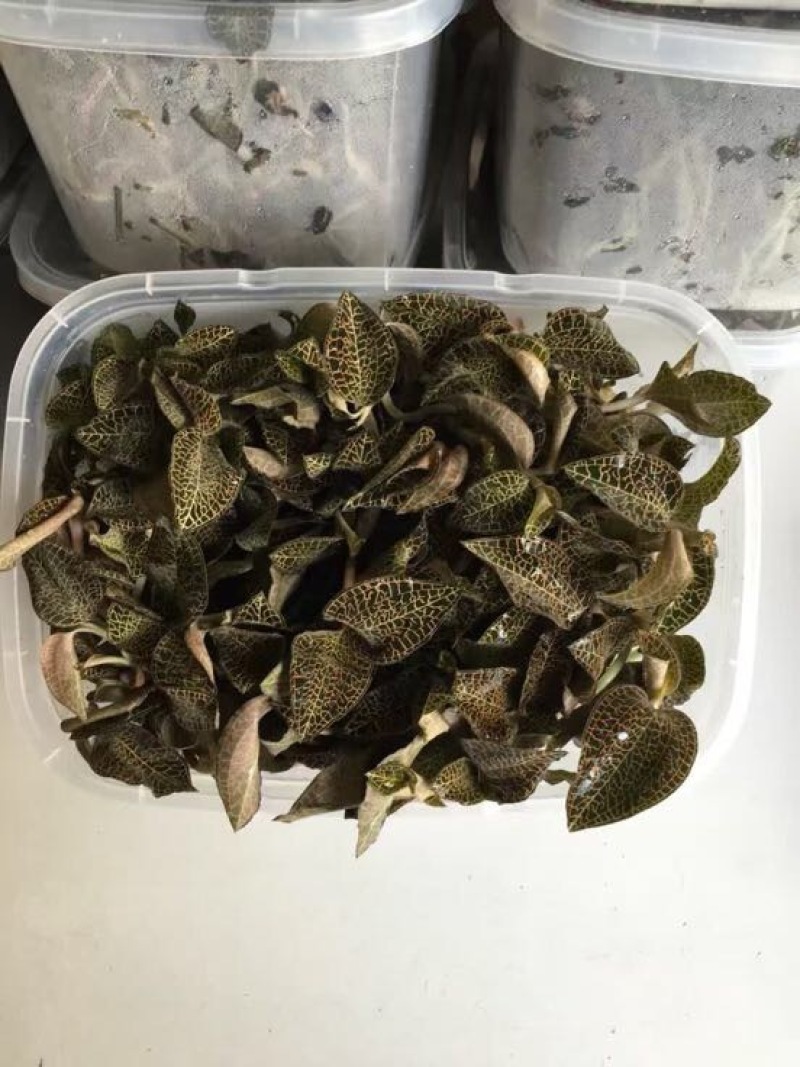 金线莲鲜货