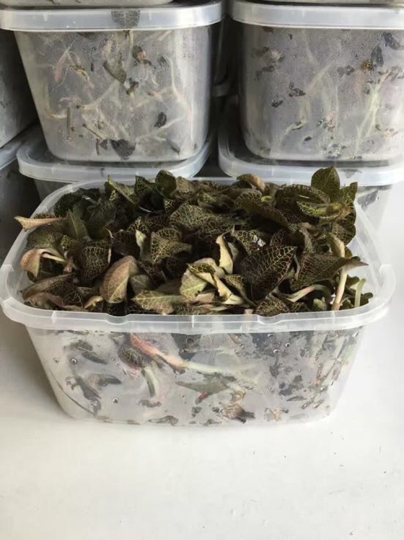 金线莲鲜货