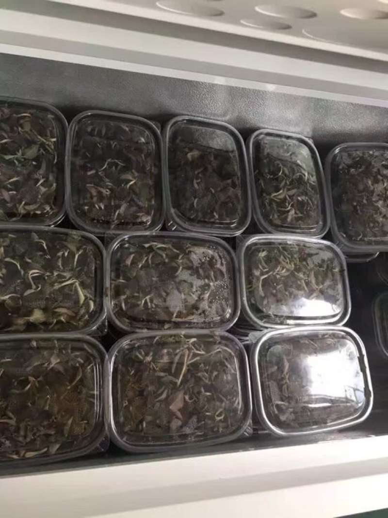 金线莲鲜货