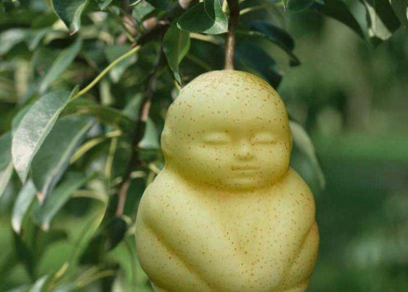 人参果苗