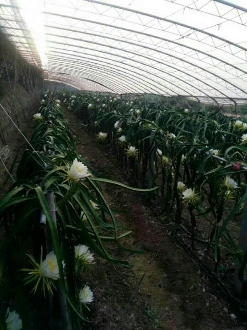 红心火龙果苗