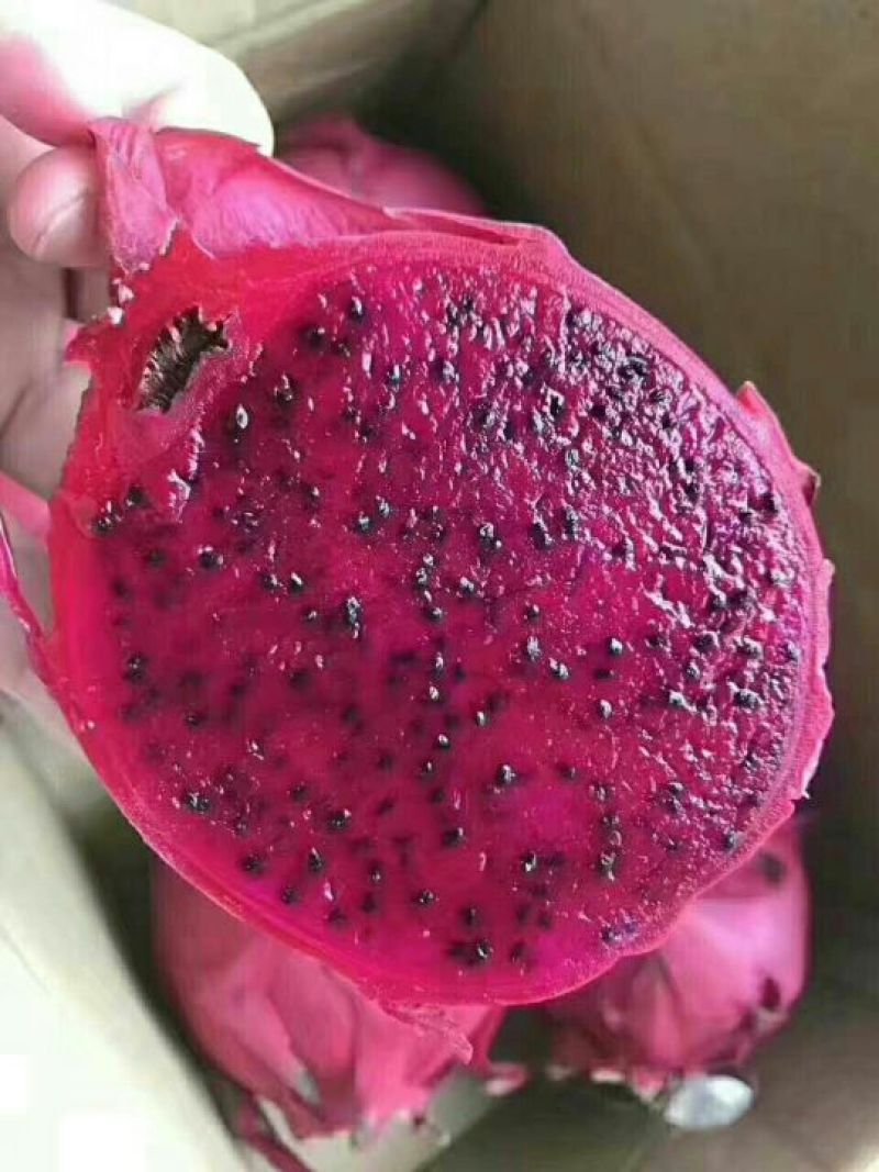 红心火龙果苗