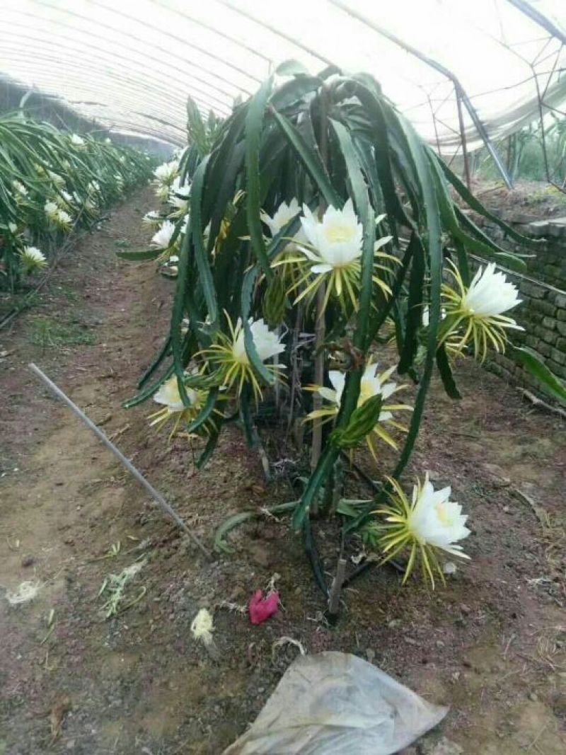 红心火龙果苗