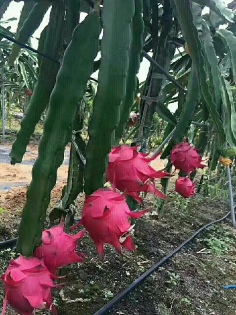 红心火龙果苗