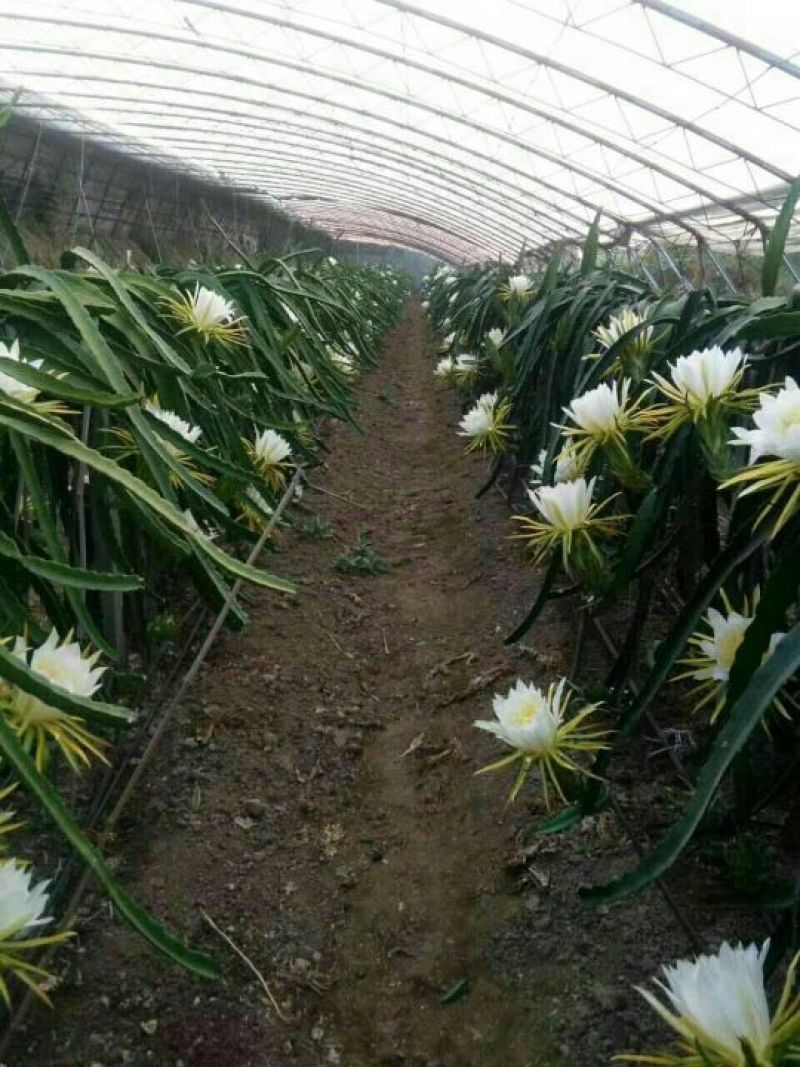 红心火龙果苗