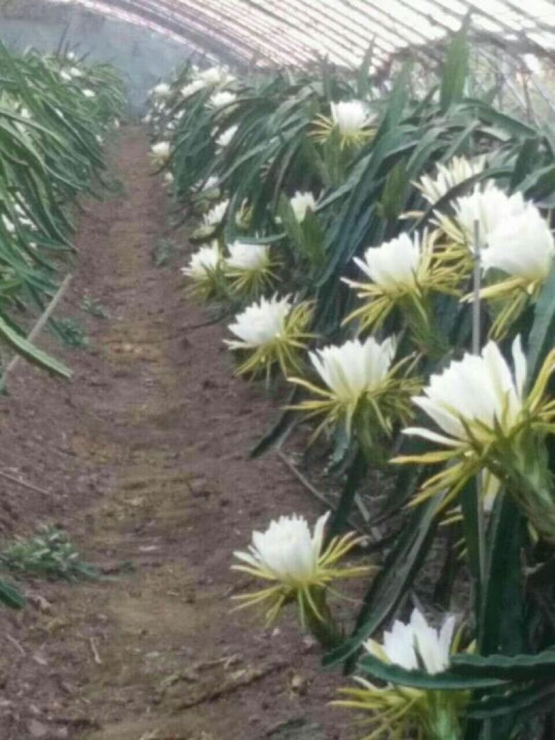 红心火龙果苗