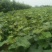 甜蜜蓝宝石葡萄苗1年30~50cm