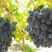 甜蜜蓝宝石葡萄苗1年30~50cm