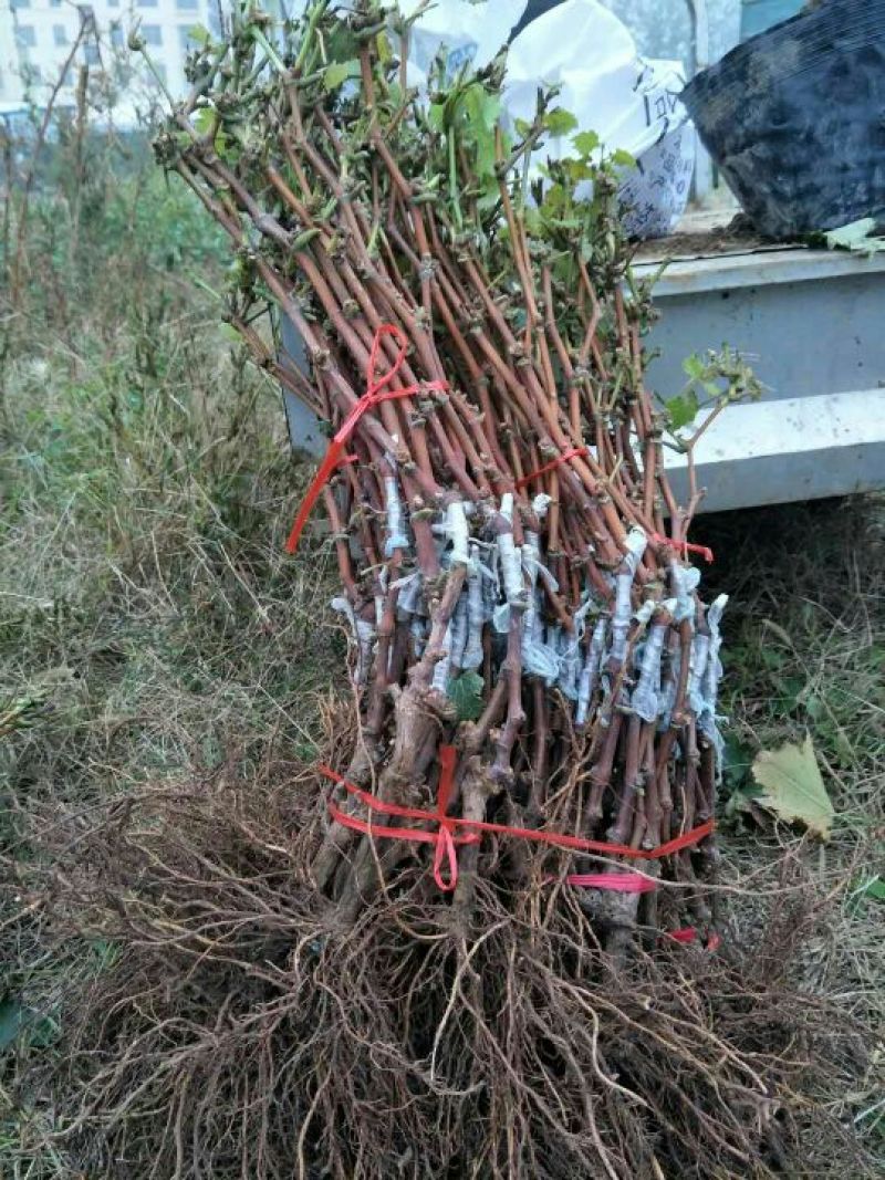 甜蜜蓝宝石葡萄苗1年30~50cm