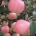 红富士苹果树苗90~100cm
