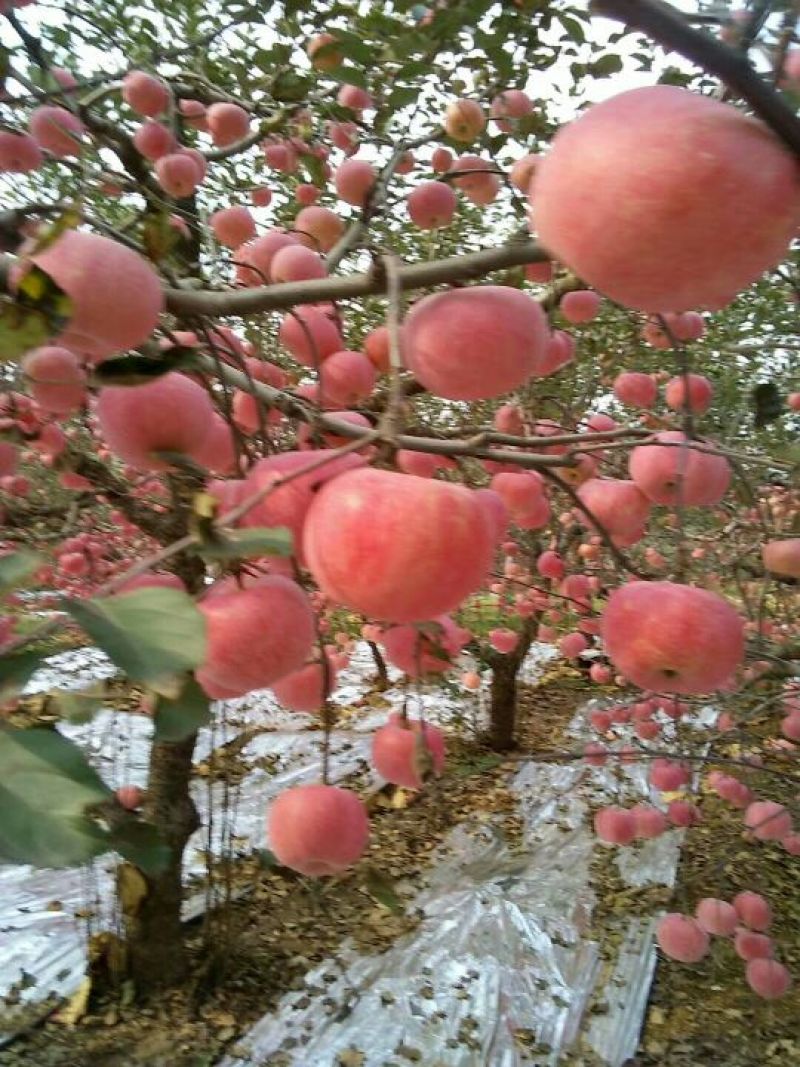 红富士苹果树苗90~100cm