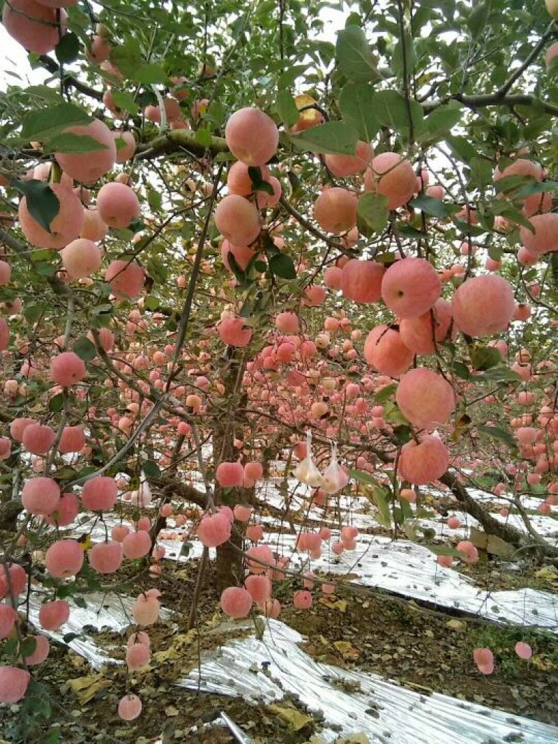 红富士苹果树苗90~100cm