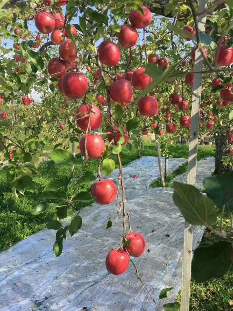 红富士苹果树苗90~100cm