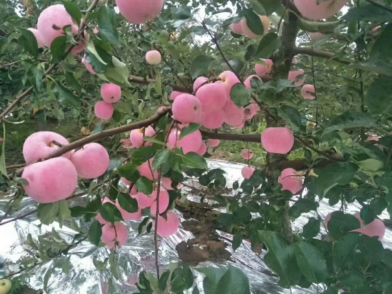 红富士苹果树苗90~100cm