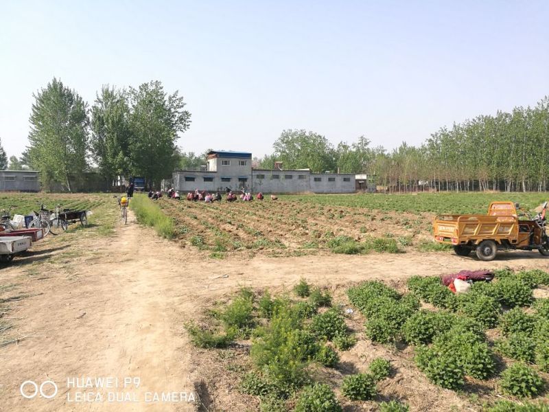 菊花苗北京菊菊花小苗高产量易管理