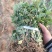 菊花苗北京菊菊花小苗高产量易管理