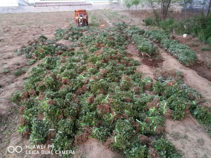 菊花苗北京菊菊花小苗高产量易管理
