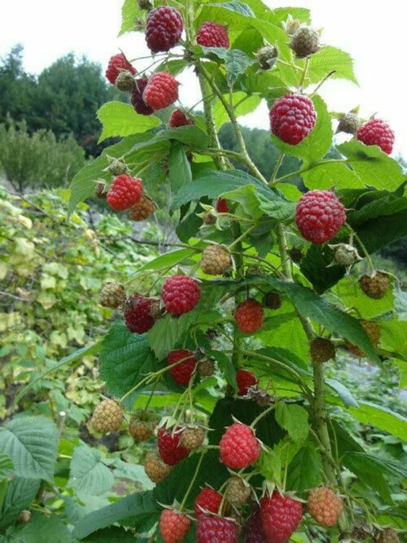 双季树莓苗50~80cm