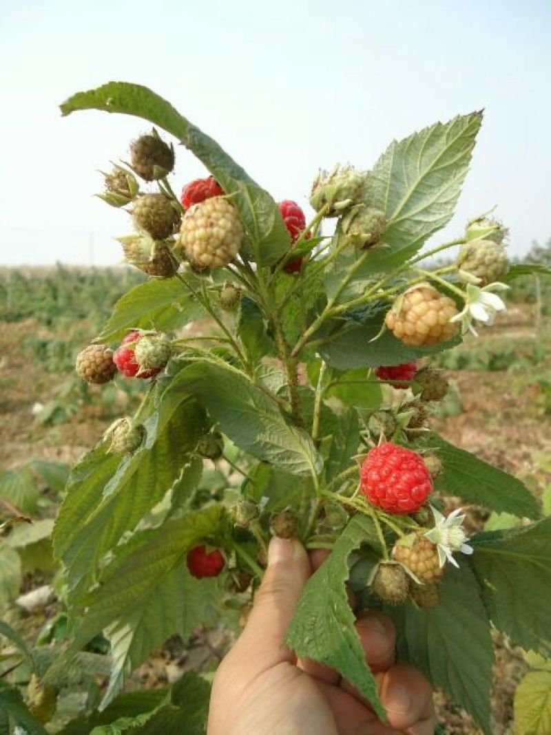 双季树莓苗50~80cm