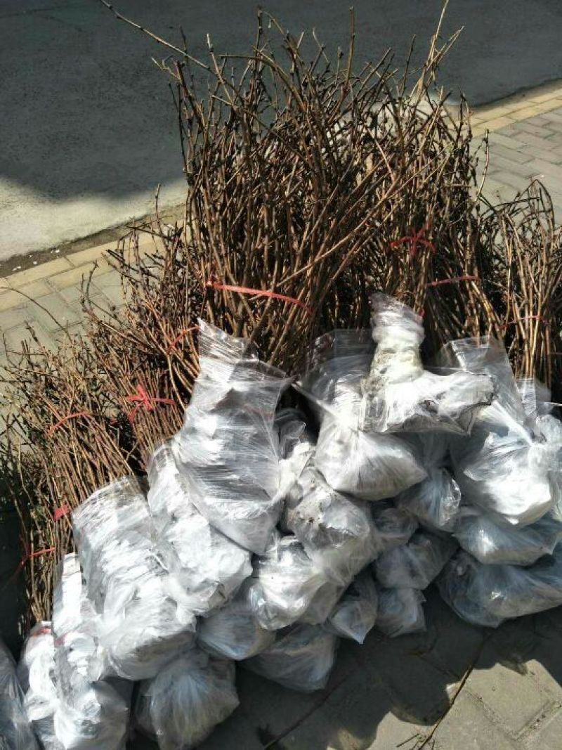 双季树莓苗50~80cm