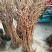 双季树莓苗50~80cm