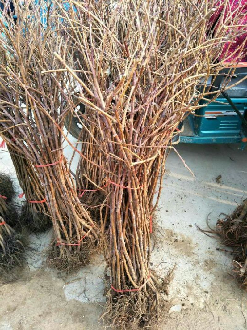 双季树莓苗50~80cm