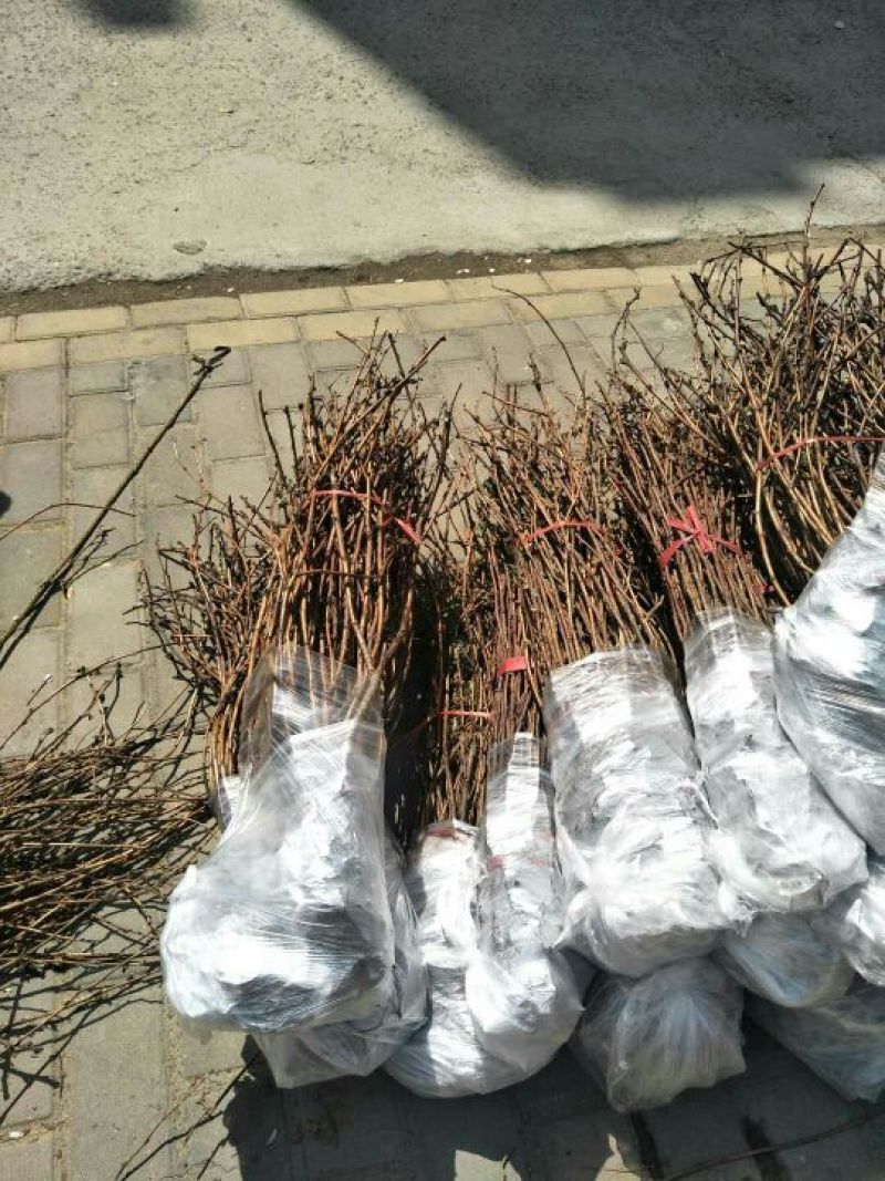 双季树莓苗50~80cm