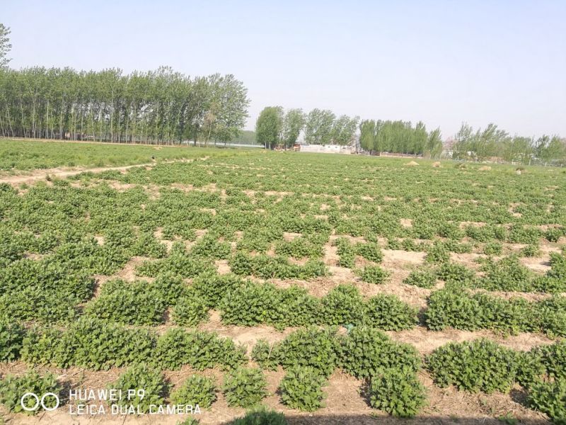菊花苗北京菊菊花小苗高产量易管理
