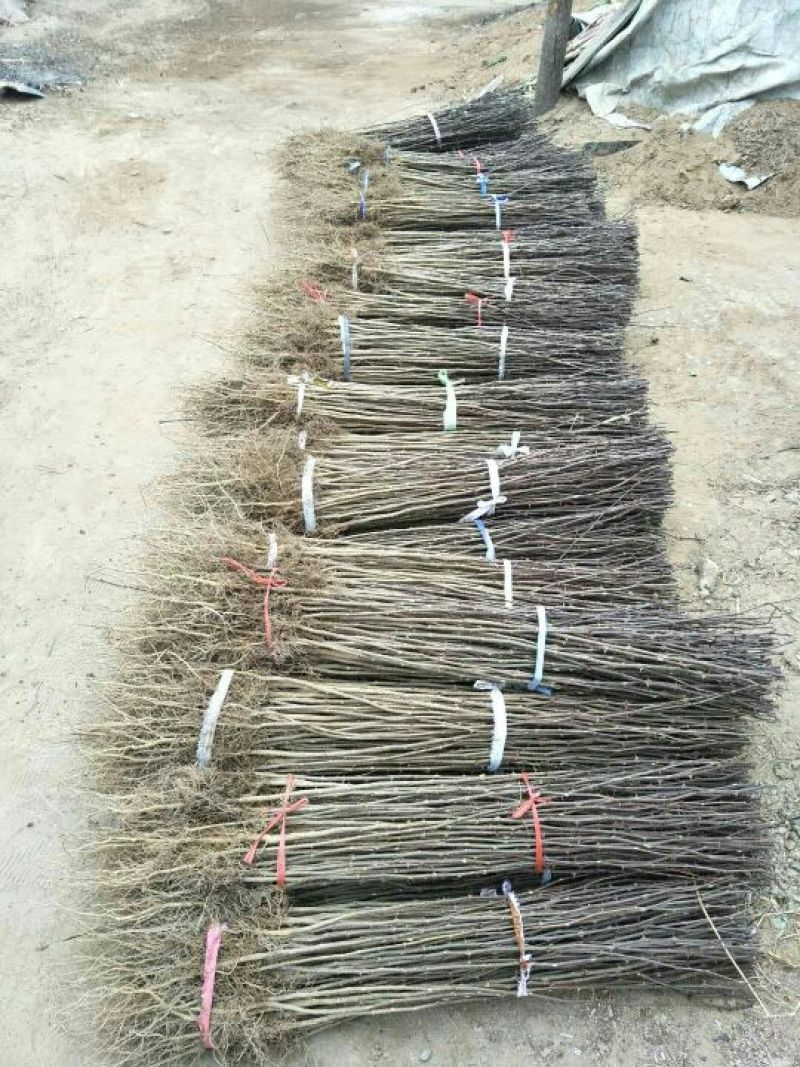 大红袍花椒苗0.5~1年