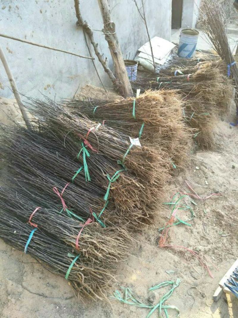 大红袍花椒苗0.5~1年