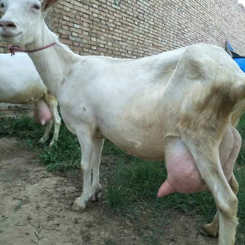 关中奶山羊40~60kg