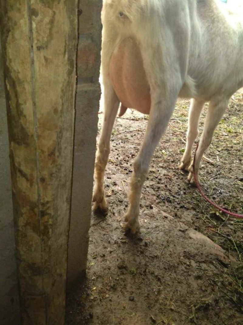 关中奶山羊40~60kg