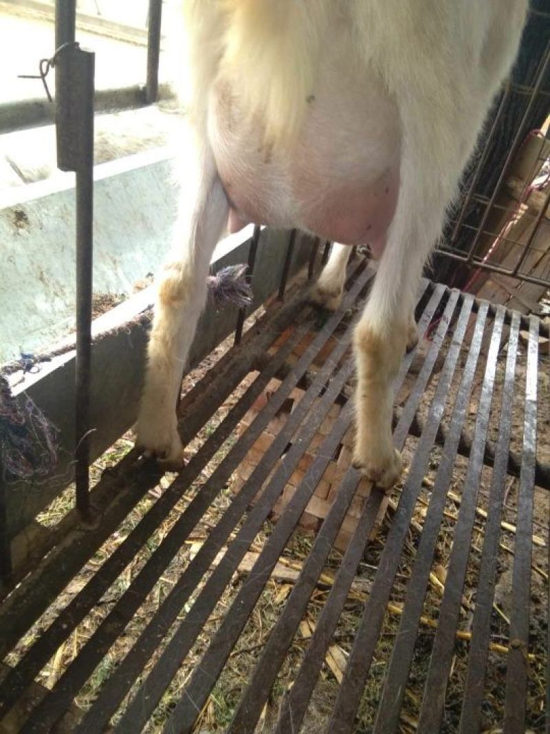 关中奶山羊40~60kg