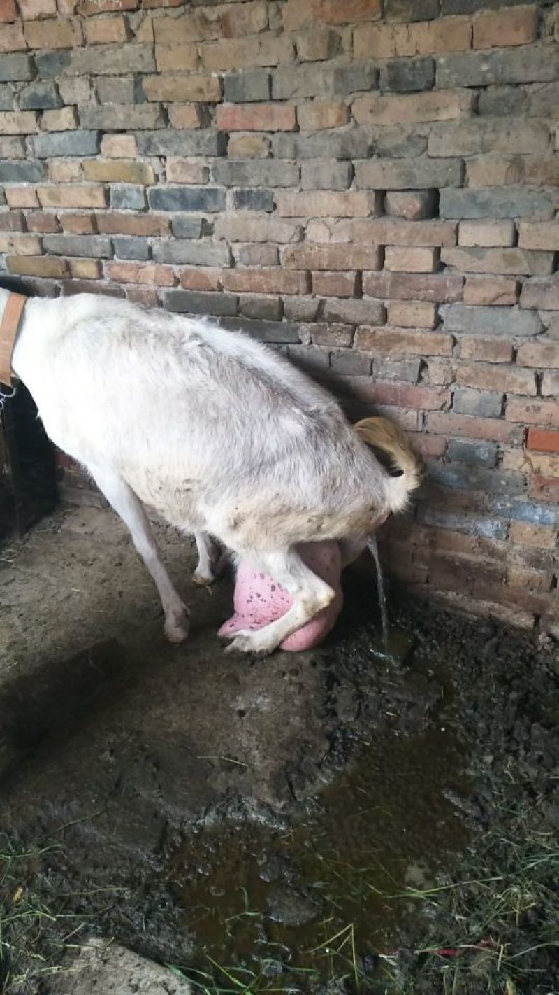 关中奶山羊40~60kg