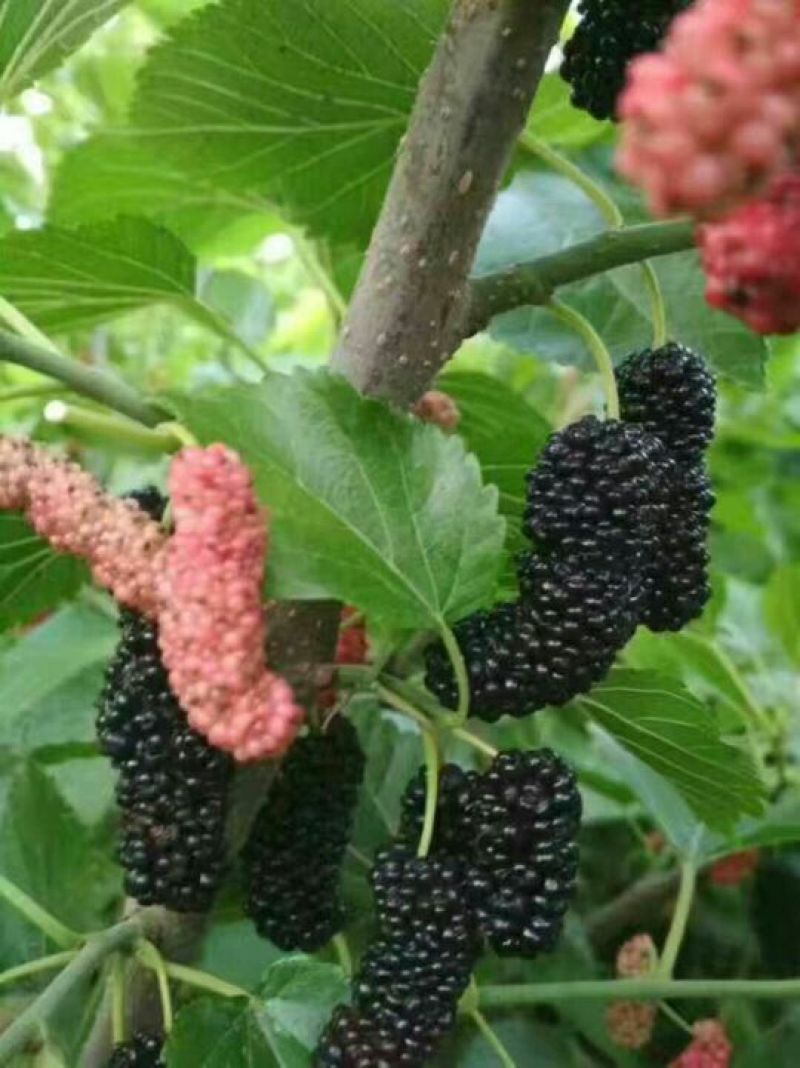 果桑苗40~50cm