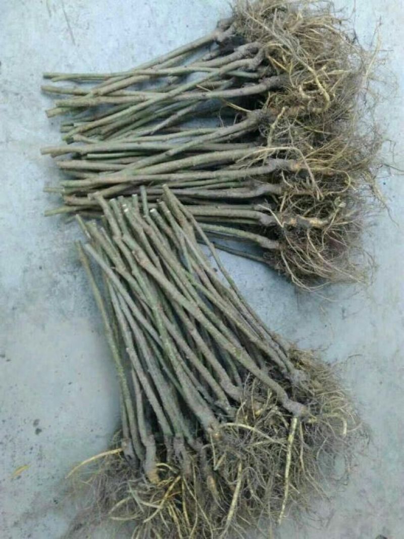 果桑苗40~50cm